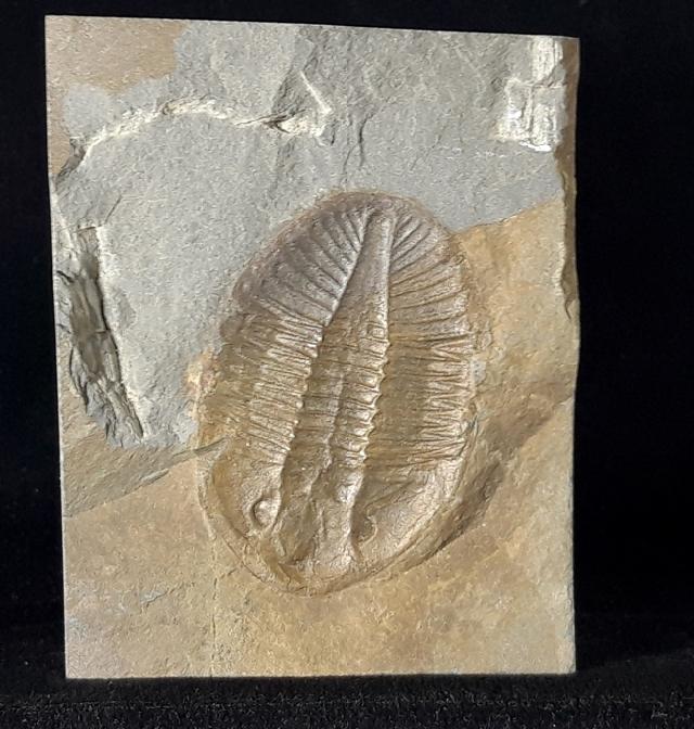 Ogyginus corndensis (MURCHISON 1839) - Bild © FossNet FossilienStore